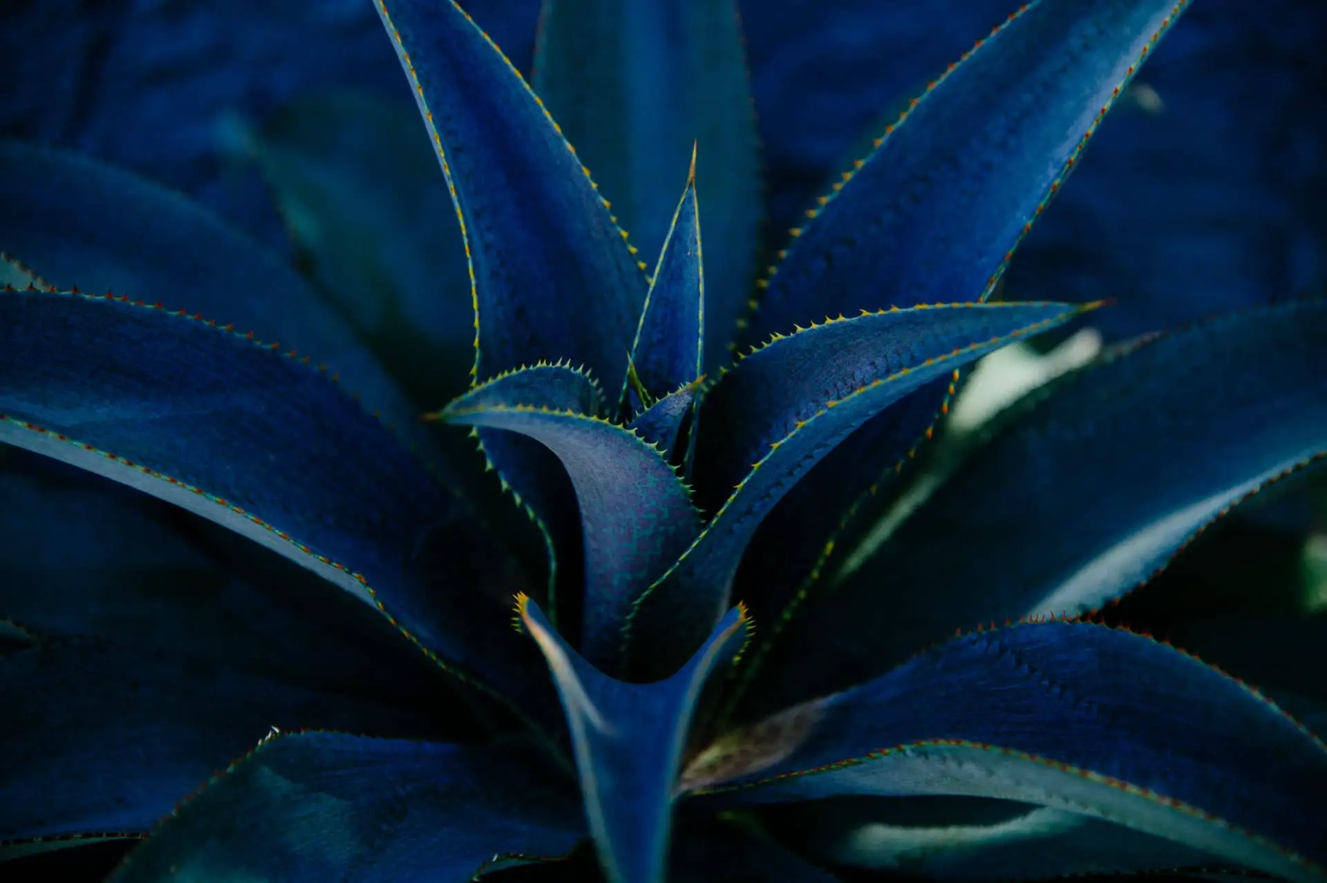 Blue agave plant